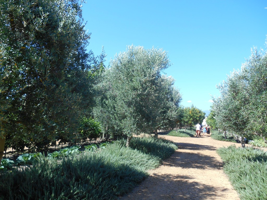 olive trees