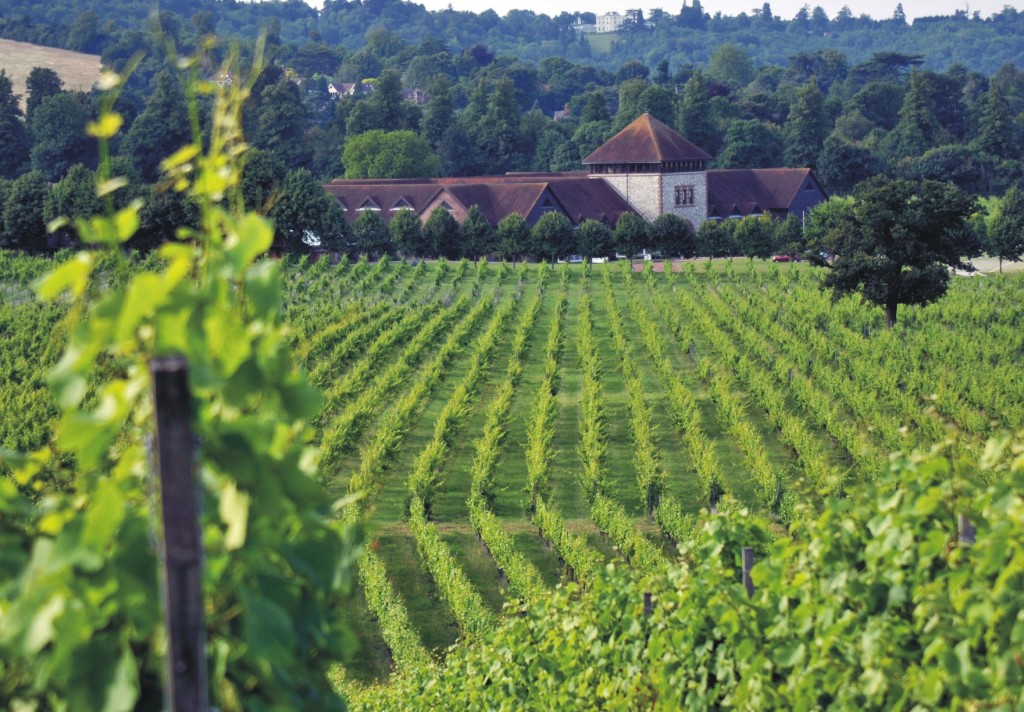 Denbies  vineyard full shot
