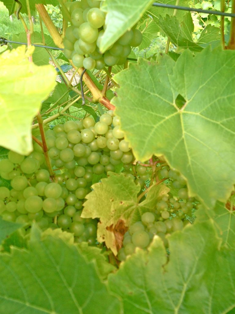 denbies3