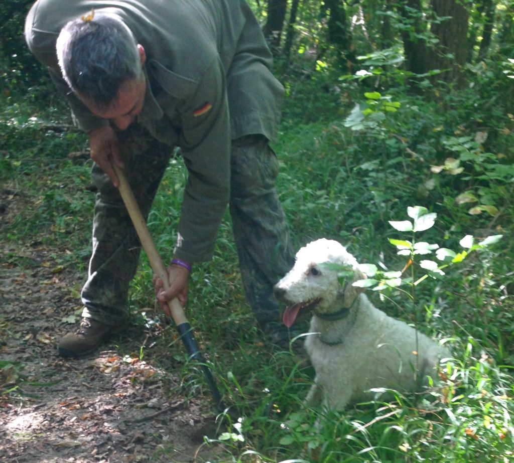 Stella the truffle dog sniffs out the truffles, then waits patiently