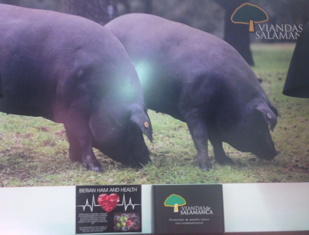 pigs