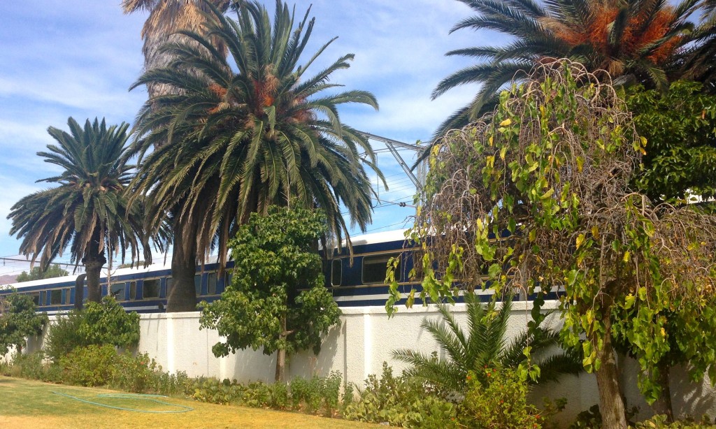 matjies