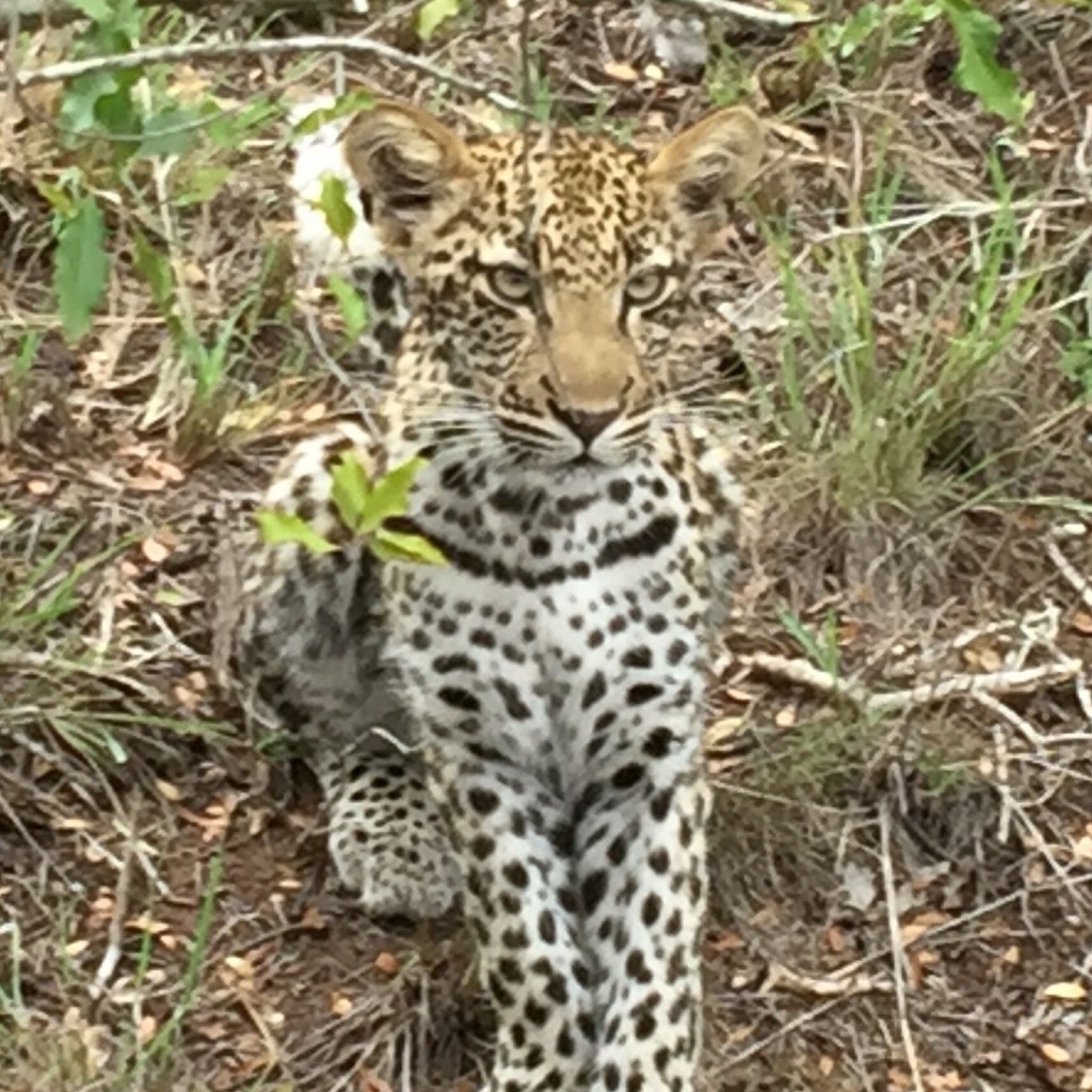 babyleopard