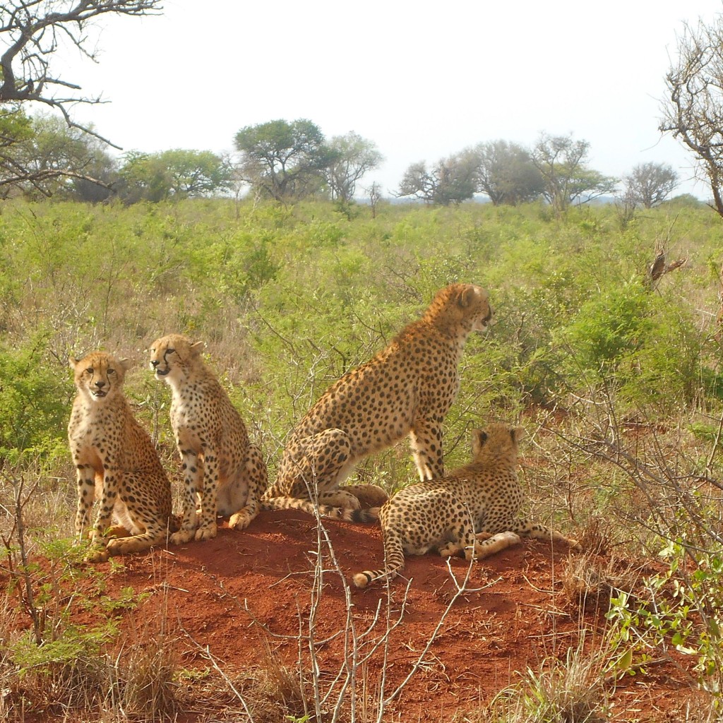 cheetahfam