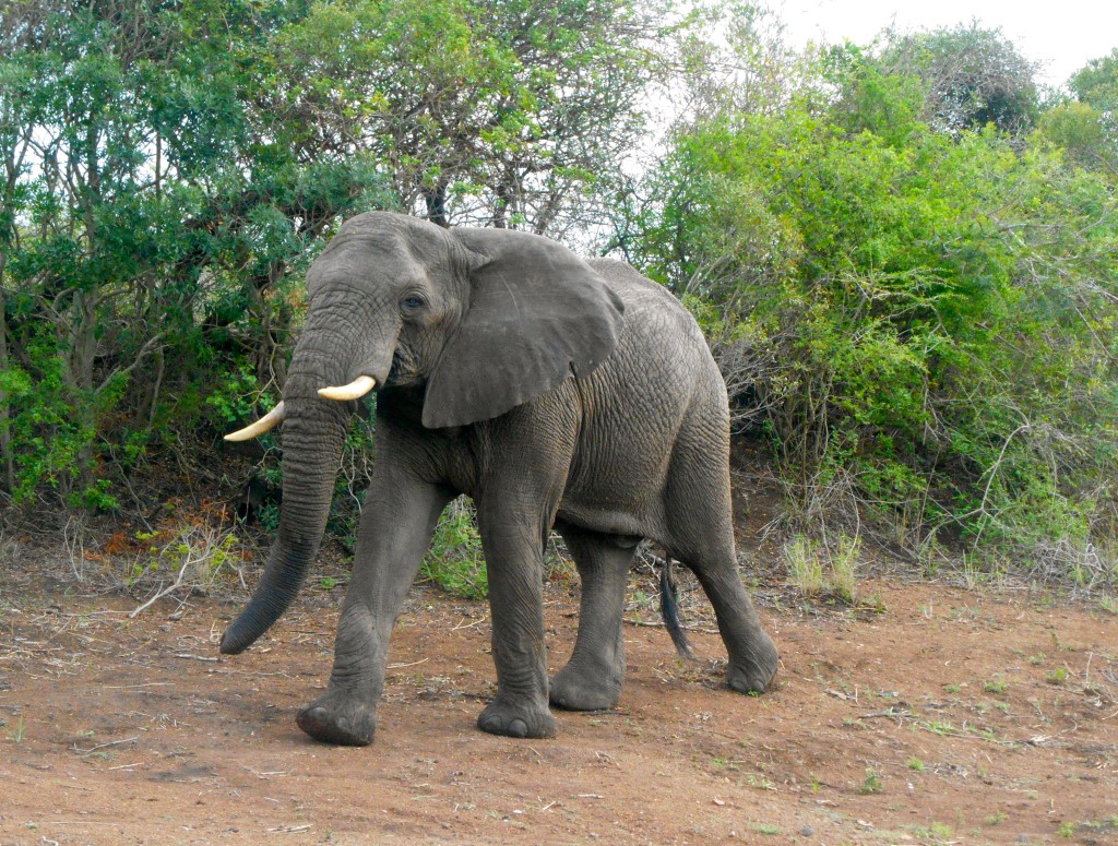 elephant
