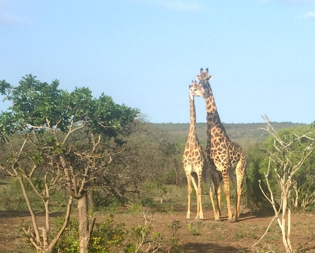 giraffe