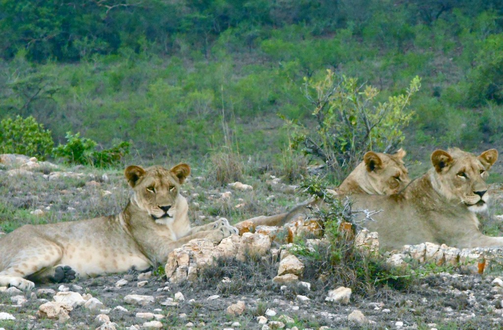 lions