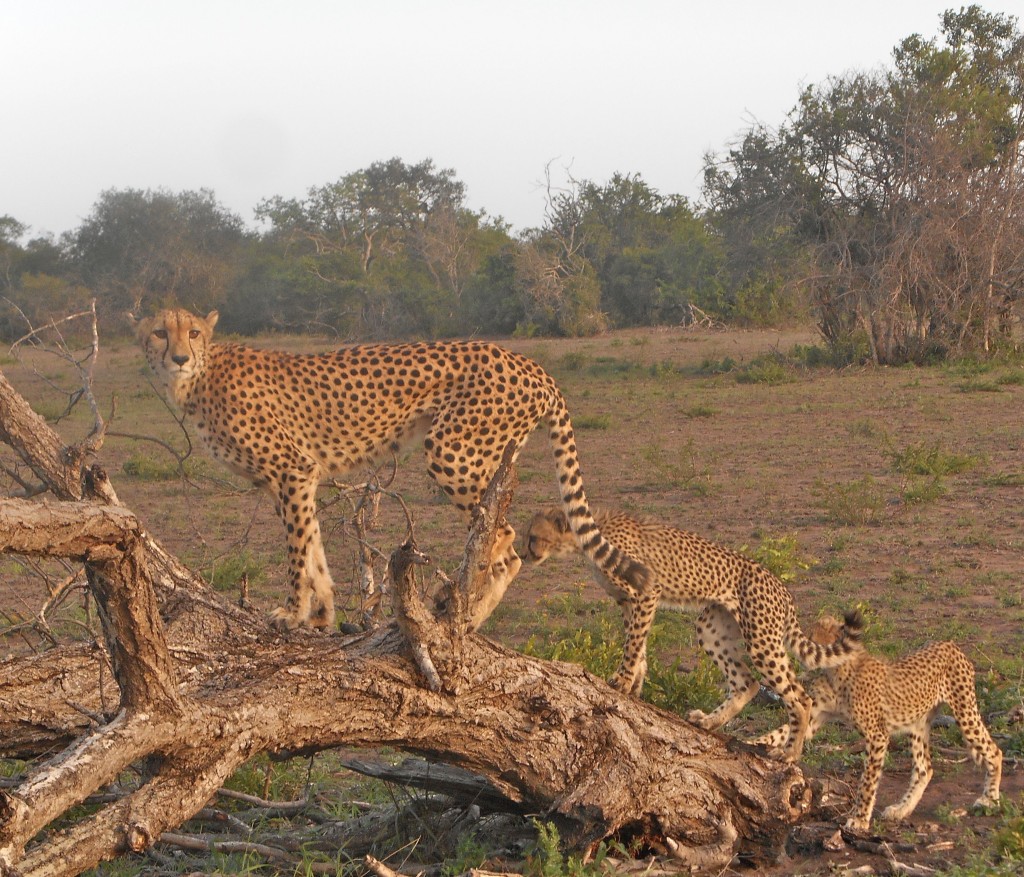 morecheetah