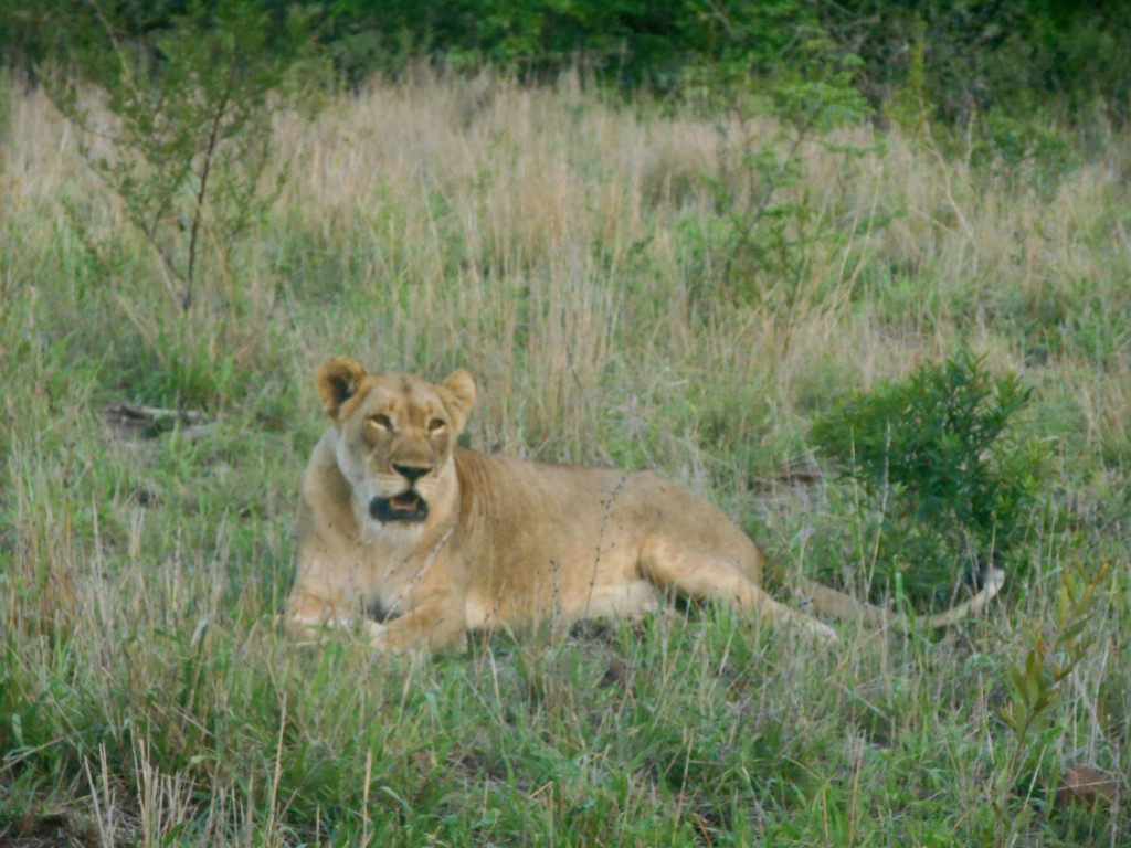mother lion