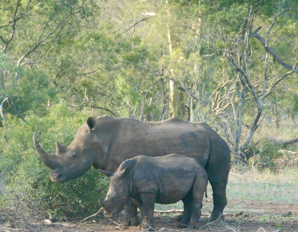 rhino