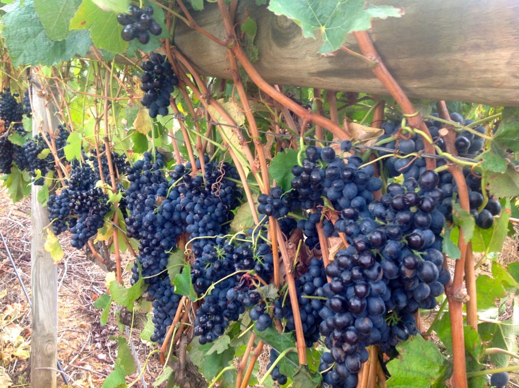 grapes