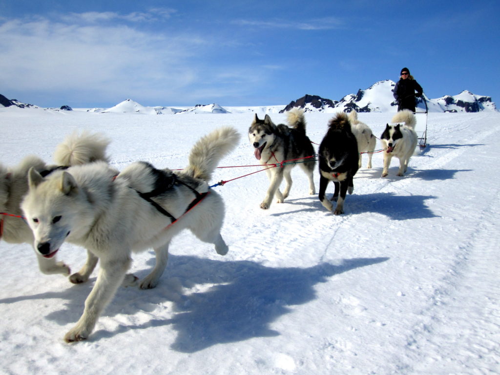 Get pulled along at speed by these beautiful dogs