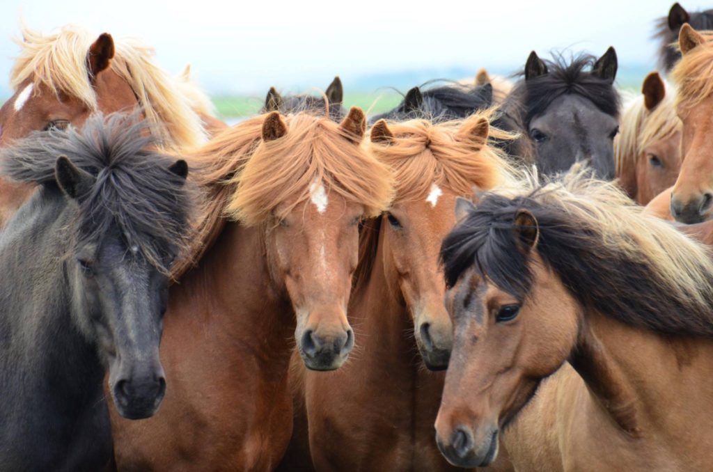 Beautiful Icelandic horses with their stylish hair-dos