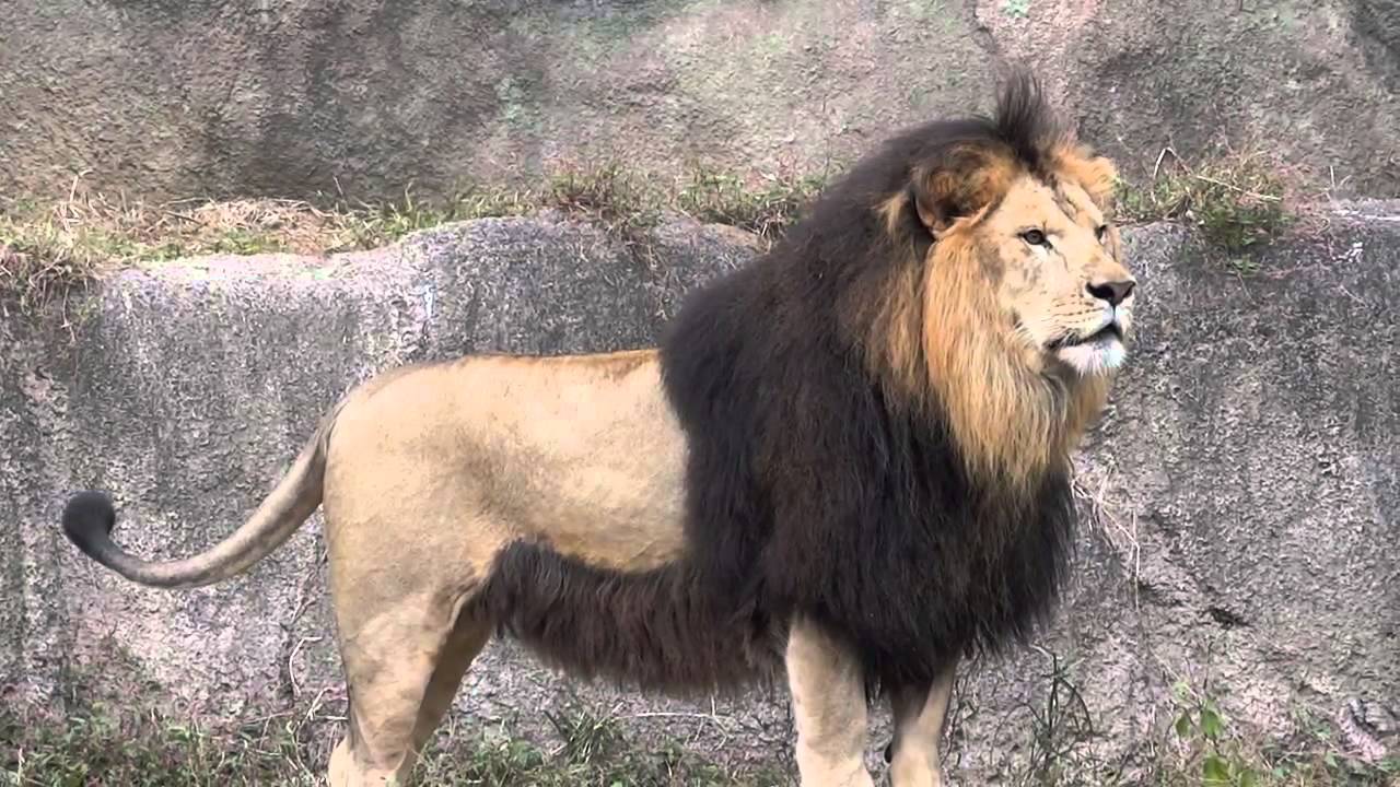 barbary-lion-photos