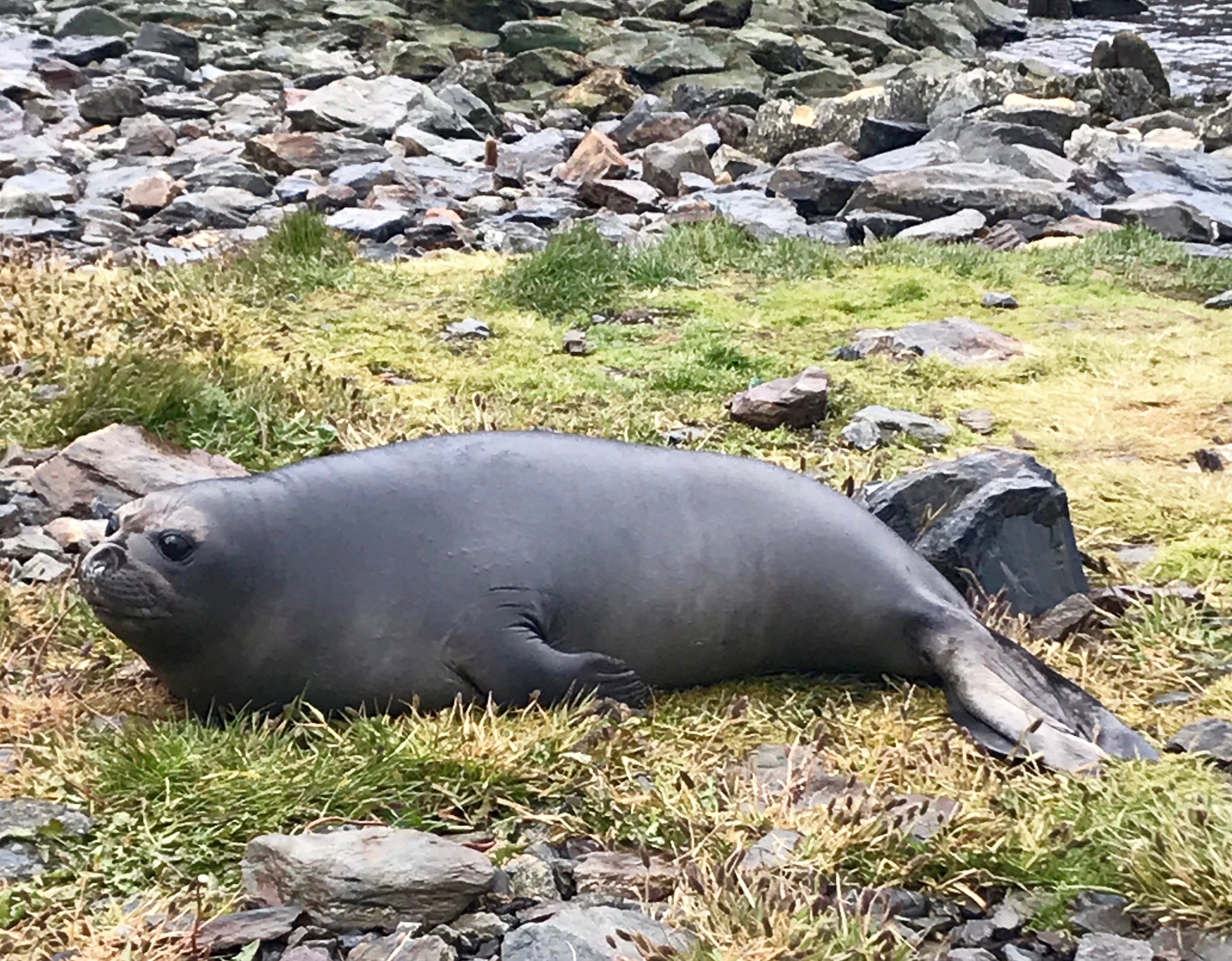 South Georgia: elephant seal baby