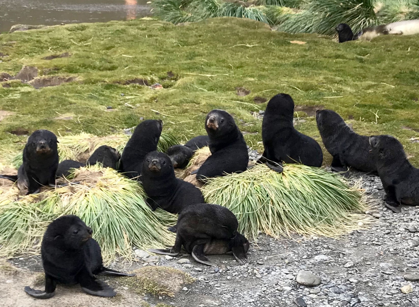 South Georgia: baby fur seals