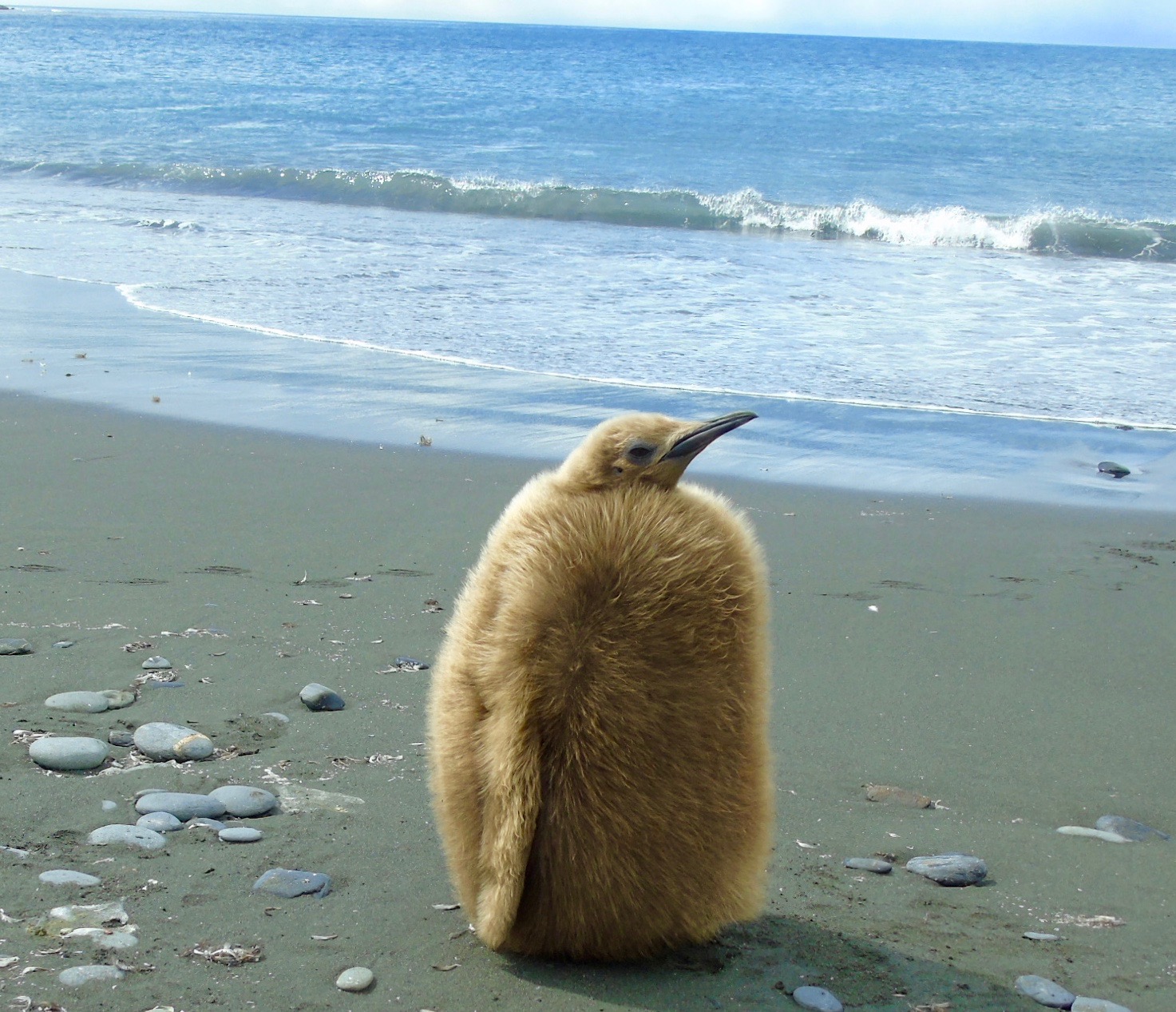 South Georgia: Young king penguin