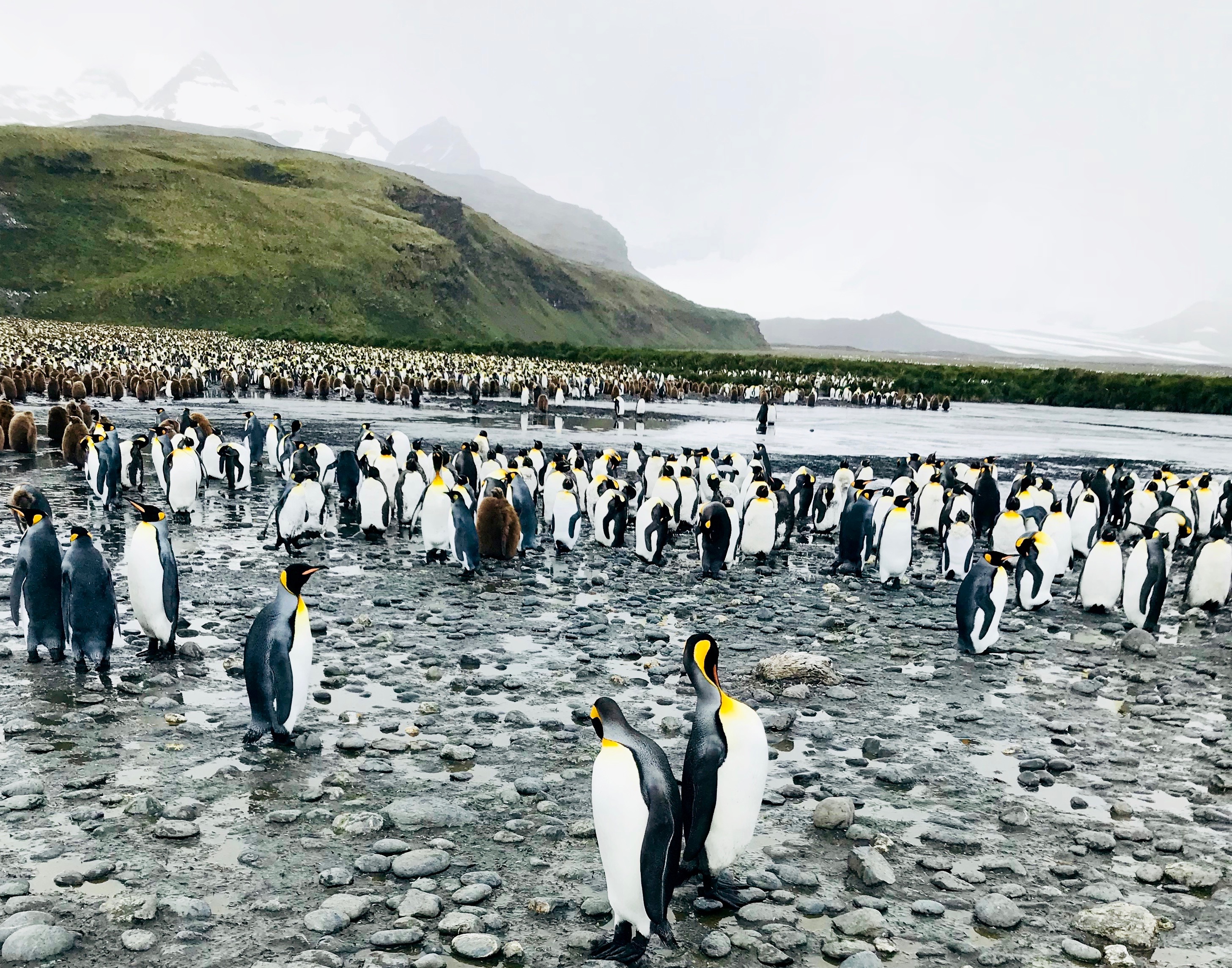 South Georgia: King penguins