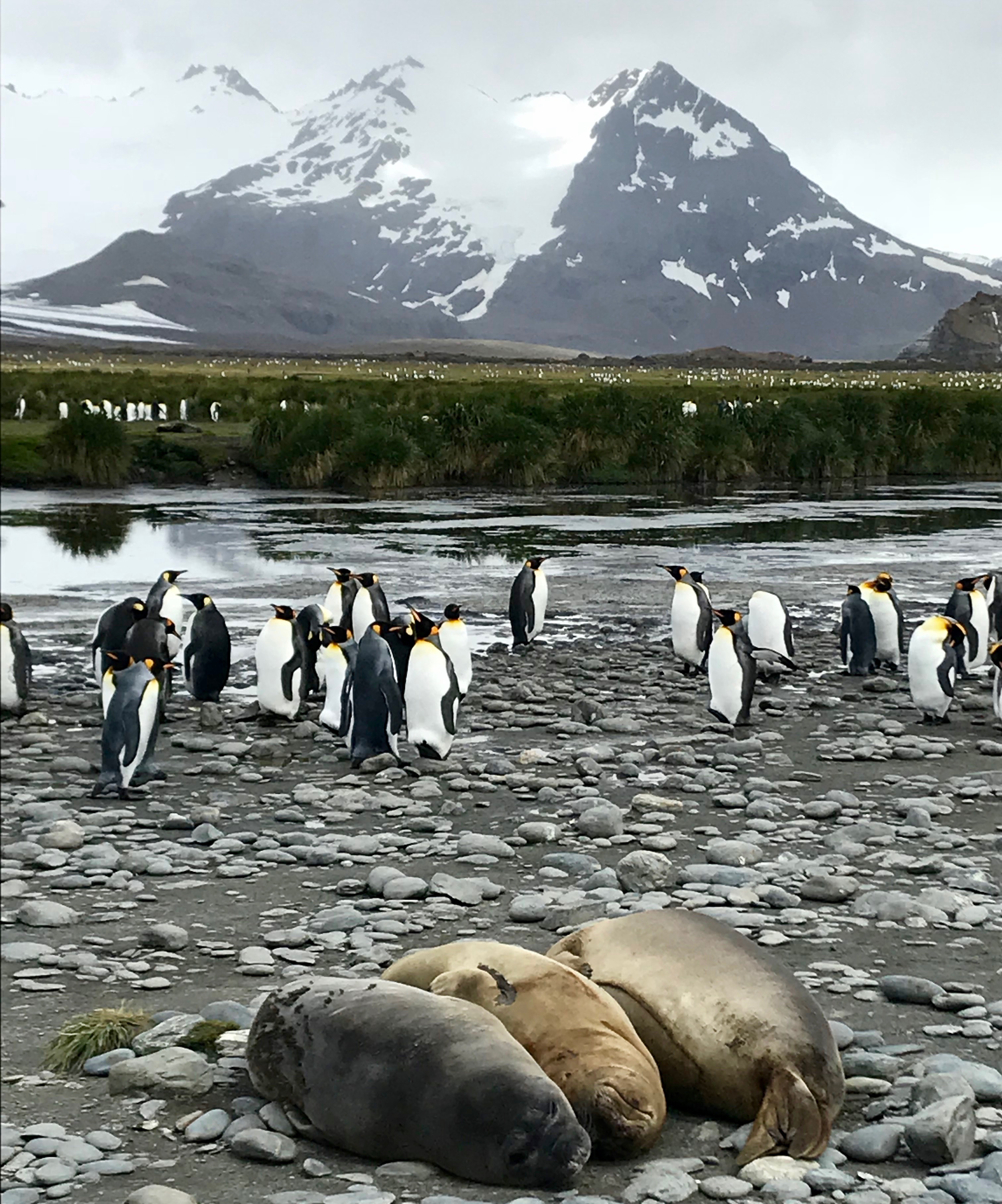 South Georgia: elephant seals