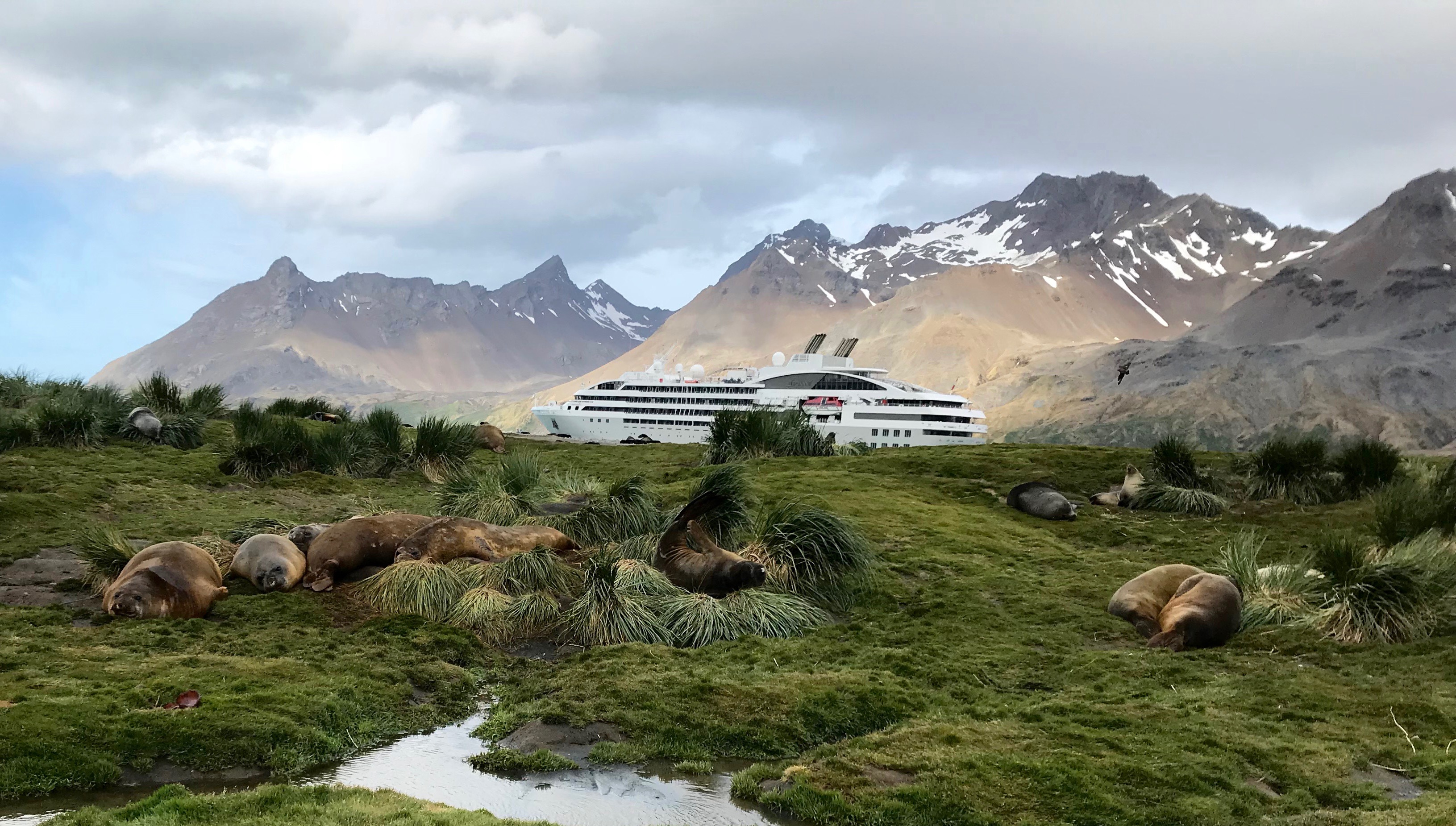 South Georgia: elephant seals and ship