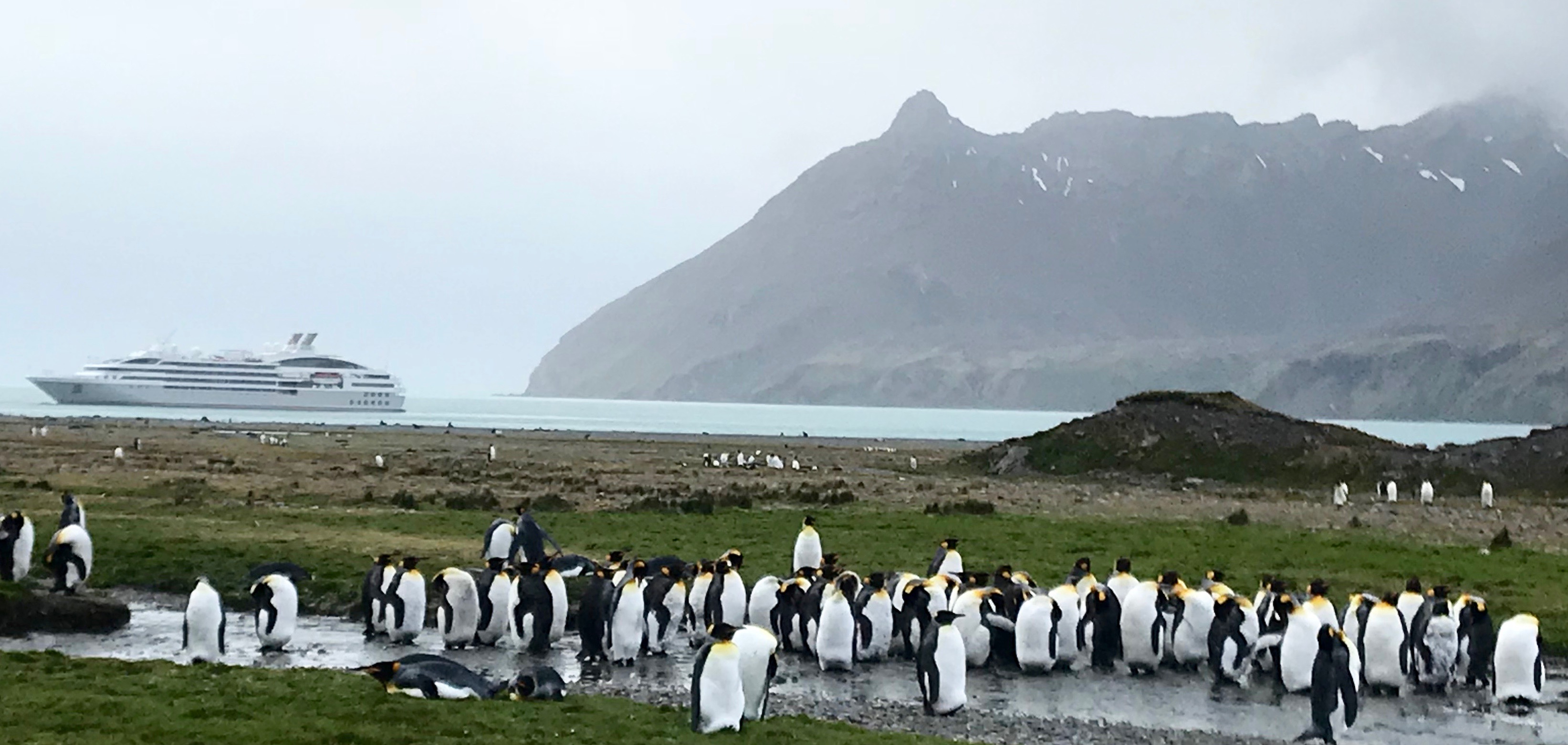 South Georgia: Fortuna
