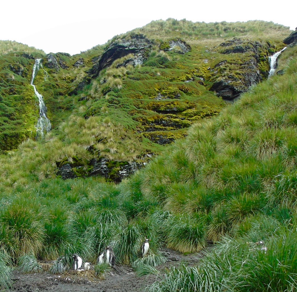 South Georgia: gentoos