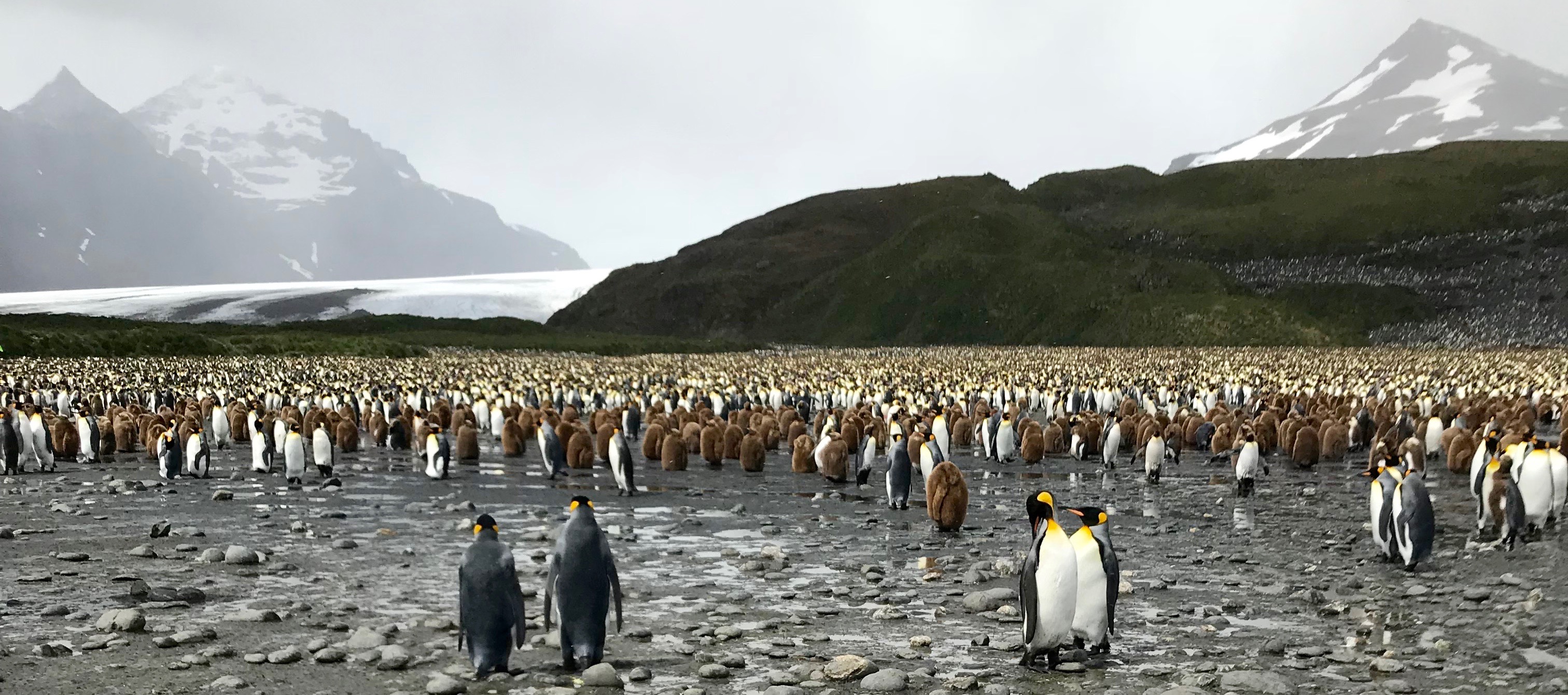 South Georgia: penguins and glacier