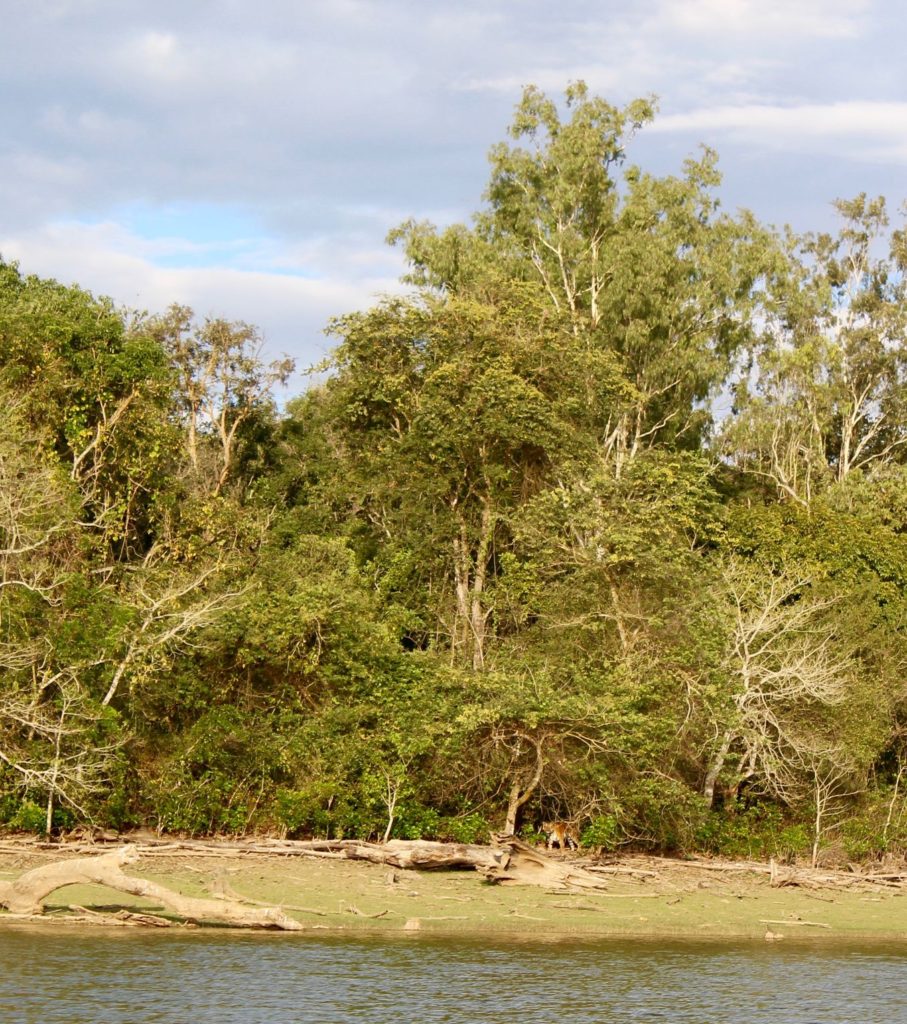 Karnataka: Kabini