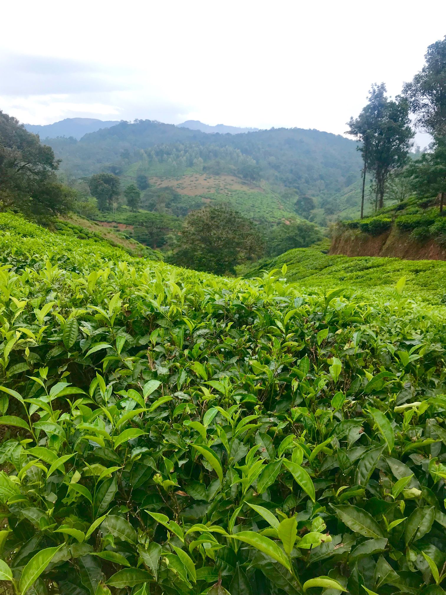 Kerala: Wyanad