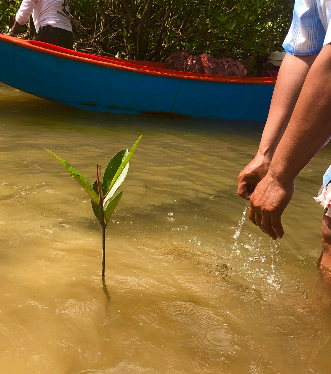 The Sarojin: mangrove