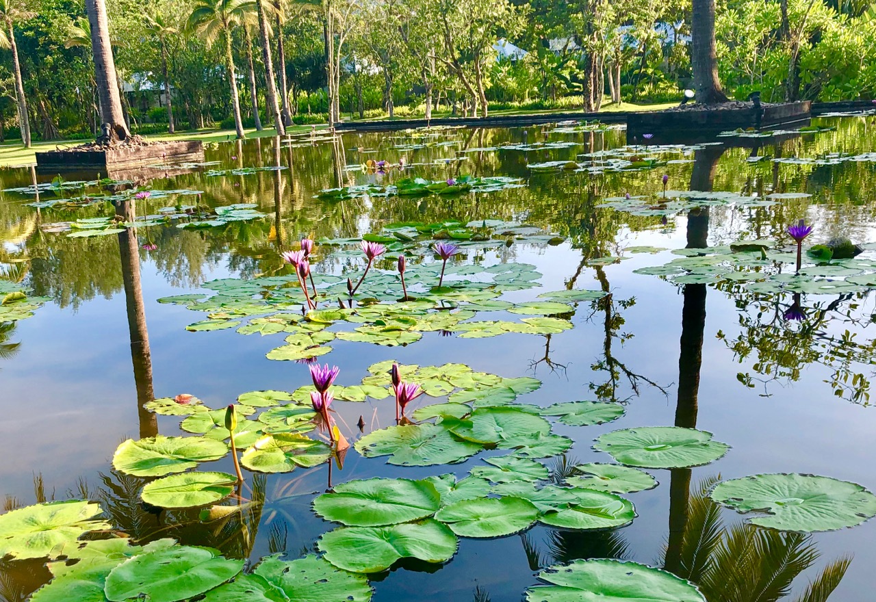 The Sarojin: water lilies